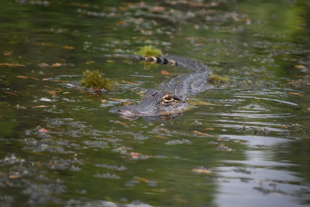 Raubfische schwimmen im Bayou von Süd-Louisiana