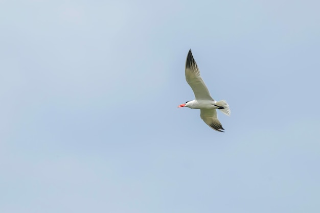 Raubseeschwalbe im Flug