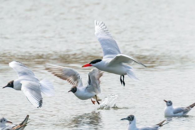 Raubseeschwalbe landet im Wasser