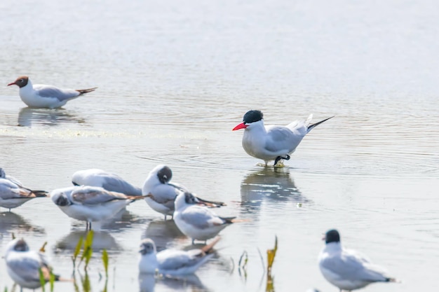 Raubseeschwalbe unter Möwen im Wasser