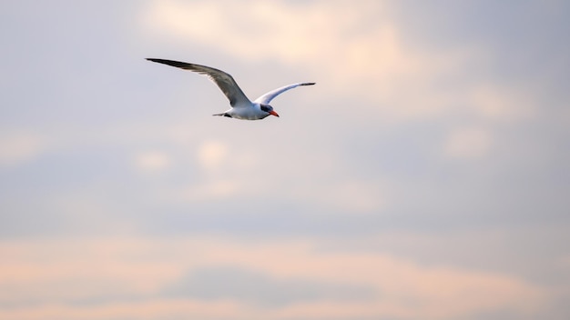 Raubseeschwalbenvogel im Flug gegen den abendlichen Sonnenuntergangshimmel. Ruhige Atmosphäre im Bundala-Nationalpark Sri Lanka