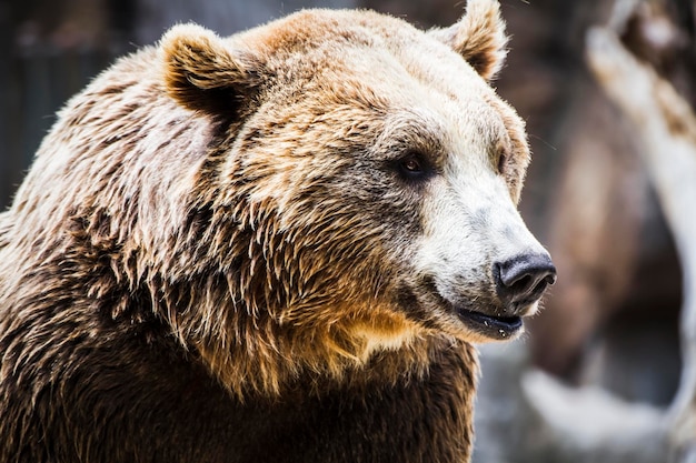 Raubtier, schöner und pelziger Braunbär, Säugetier