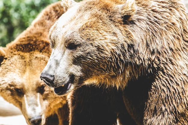 Raubtier, schöner und pelziger Braunbär, Säugetier