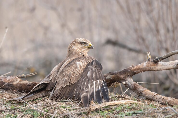 Foto raubvögel buteo buteo