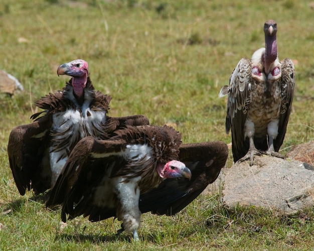 Raubvögel sitzen auf dem Boden Kenia Tansania Safari Ostafrika
