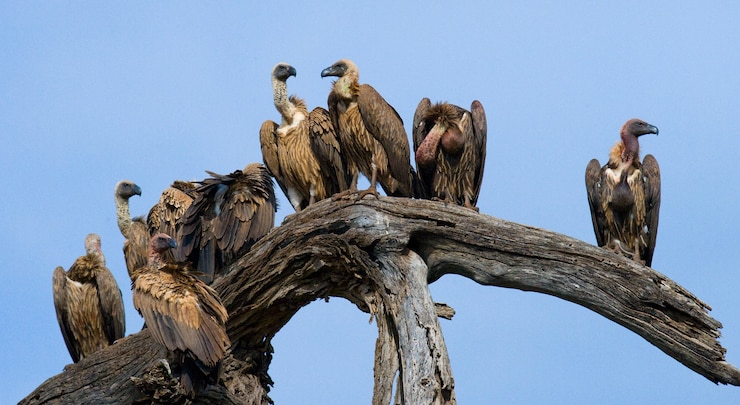 Foto raubvögel sitzen auf einem baum kenia tansania safari ostafrika