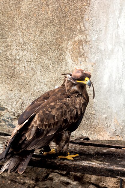 Raubvogel für die Jagd