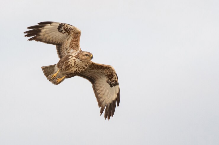 Foto raubvogel mäusebussard beim fliegen. buteo buteo.