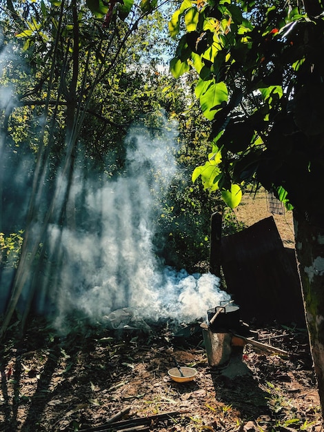 Foto rauch, der durch bäume im wald strömt