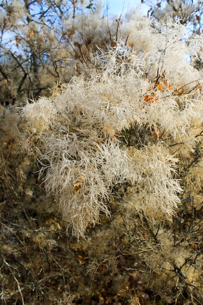 Rauchbaum (Cotinus coggygria Scop.) im Herbst