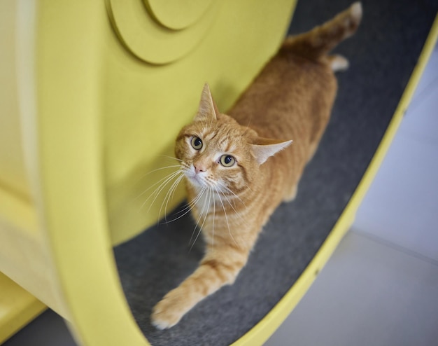 Rauchige Katze, die auf einem Übungsrad-Trainingsgerät läuft