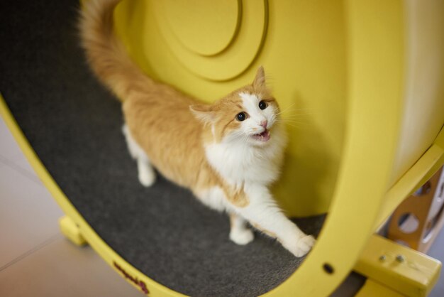 Rauchige katze, die auf einem übungsrad-trainingsgerät läuft