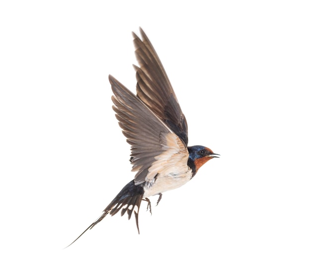 Rauchschwalbe Fliegende Flügel verbreiten Vogel Hirundo rustica, der vor weißem Hintergrund fliegt