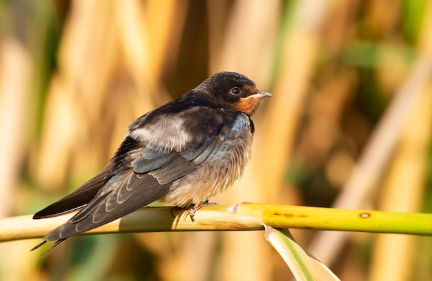 Rauchschwalbe Hirundo rustica Am frühen Morgen sitzt ein junger Vogel auf einem Schilfhalm am Fluss