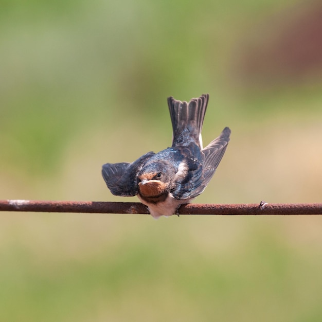 Rauchschwalbe Hirundo Rustica, Küken sitzen auf einem Draht.