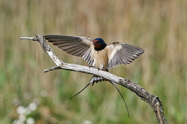 Rauchschwalbe Hirundo rustica