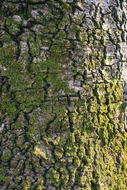 Raue Holzrinde mit grünem Moos bedeckt.