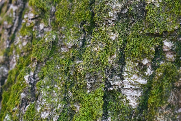 Raue Holzrinde mit grünem Moos bedeckt.