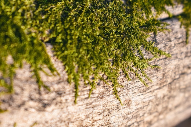 Raue Holzrinde mit grünem Moos bedeckt.