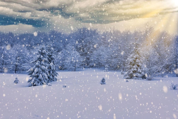 Raue Winterlandschaft schöne verschneite Tannen