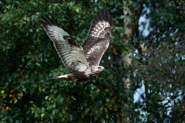 Raufußbussard Buteo lagopus