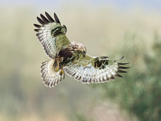 Raufußbussard Buteo lagopus