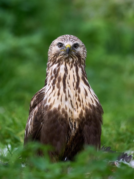 Raufußbussard Buteo lagopus