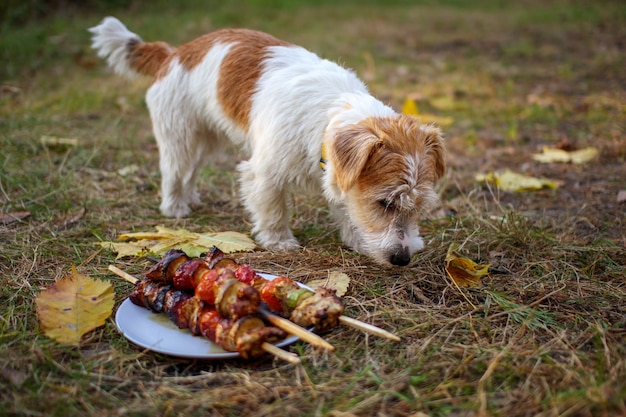 Rauhaar-Jack-Russell-Terrier-Welpe sucht einen Grill im Gras