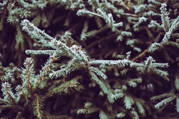 Rauhreif auf einem Nadelbaum