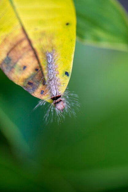 Raupe auf altem gelbem Blatt im tropischen Dschungel. Insel Bali, Indonesien. Raupe hautnah