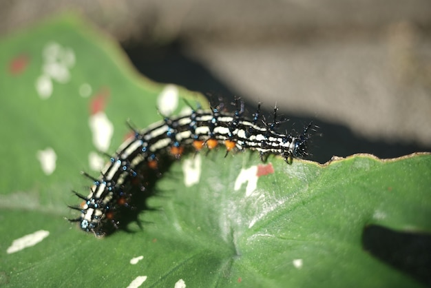 Raupe auf den Blättern