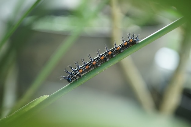 Raupe auf den Blättern