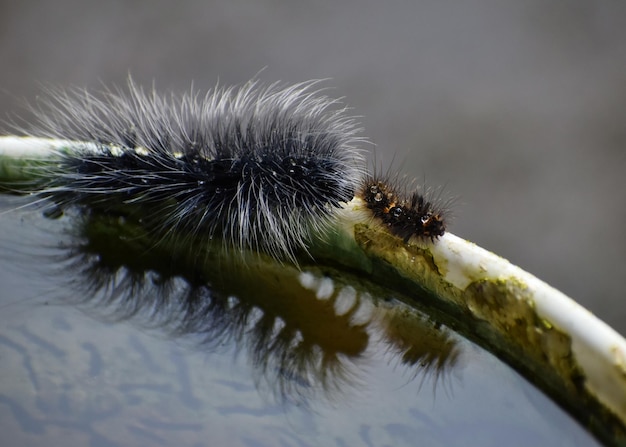 Foto raupe aus der nähe