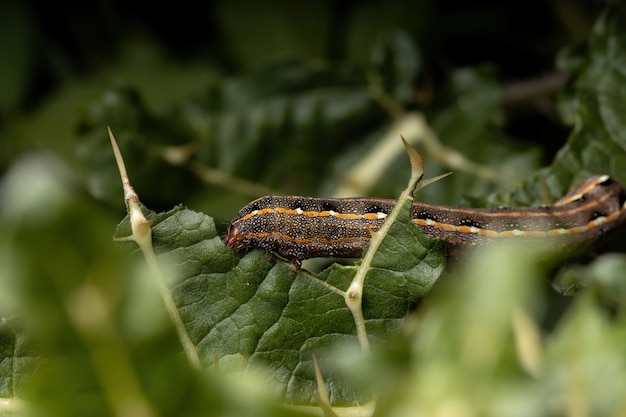 Raupe der Art Spodoptera cosmioides frisst ein Blatt aus einer Pflanze der Gattung Solanum