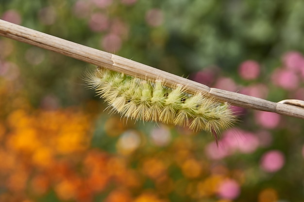 Raupe des nächtlichen Schmetterlings des Rotschwanzes