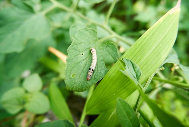 Raupen auf Tomatenplantagenblättern