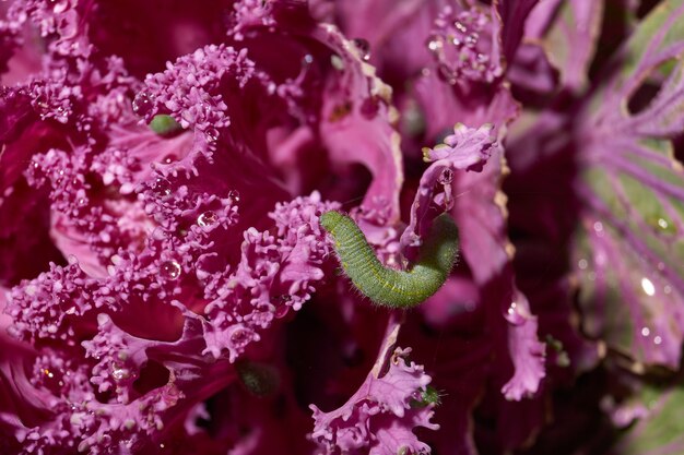 Raupen fressen den dekorativen Kohl nach Regen.