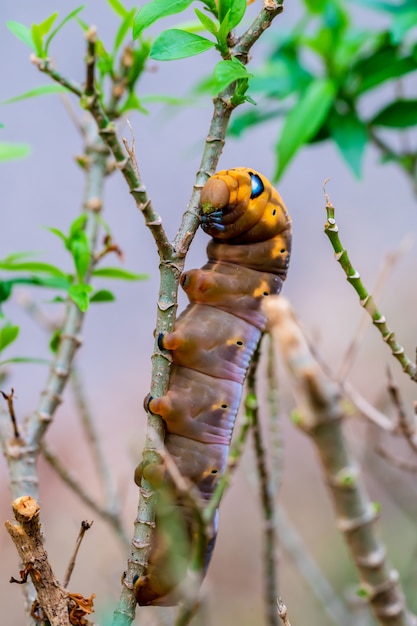 Raupen kriechen auf Baum