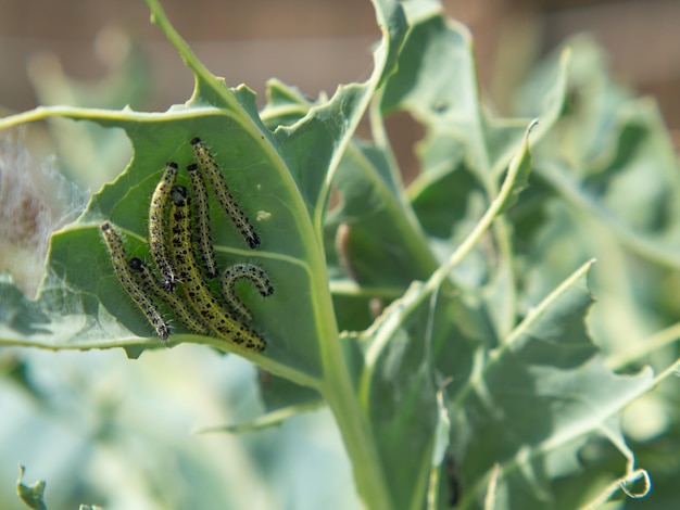 Raupen von Kohlfalterlarven fressen Kohlblätter Schädlinge in Gartenparzellen