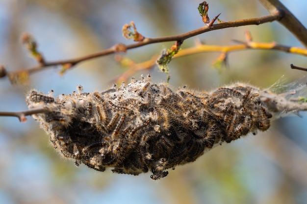 Raupenlarven Braune Schwanzraupen auf Baum