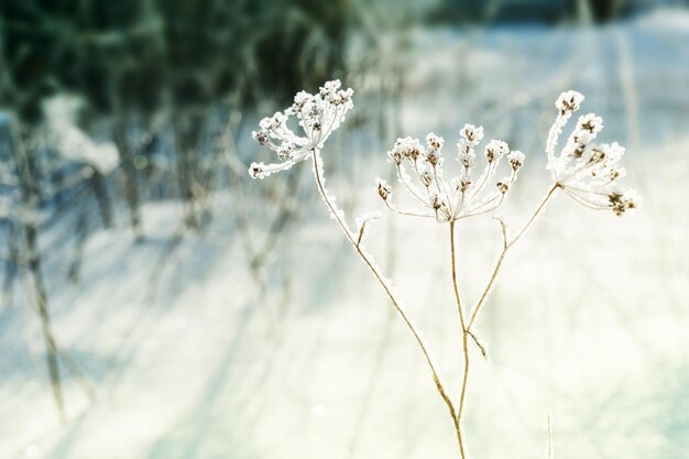 Raureif an den Pflanzen im Winterwald. Makrobild, selektiver Fokus. Vintage-Filter. Schöne Winternatur