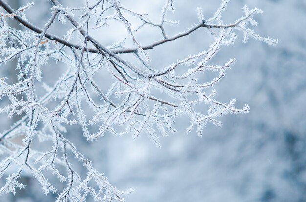 Raureif auf Ästen. kalter Wintertag, natürlicher Winter