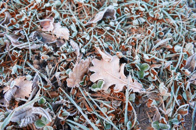 Raureif auf den Blättern im Herbstwald. Geringe Schärfentiefe. Schöner Naturhintergrund.