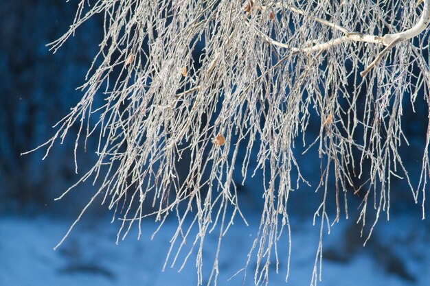 Raureif auf einer Pflanze Wintersonniger frostiger Morgen Eiskristalle schmücken die ganze Umgebung