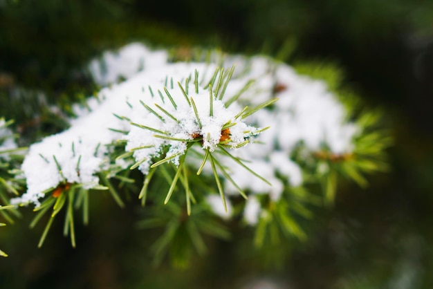 Raureif auf Tannenblättern bei Schneefall im Wintergarten Gefrorene Fichte mit Schneeflockenhintergrund