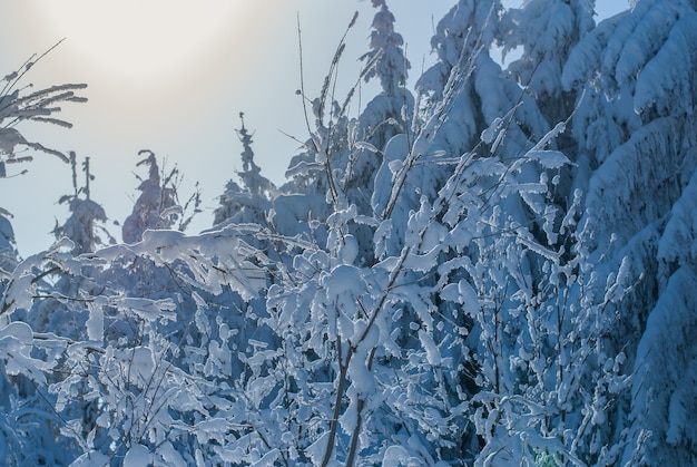 Raureif und Schnee auf den Ästen der Bäume im Winterwald