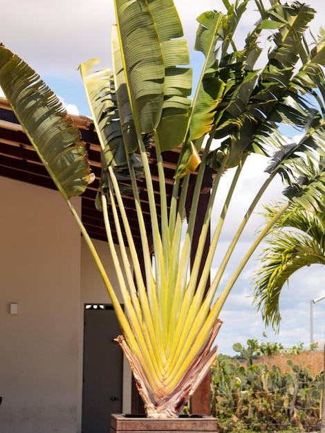 Foto ravenala madagascariensis el árbol viajero planta herbácea de tallo alto endémica de madagascar