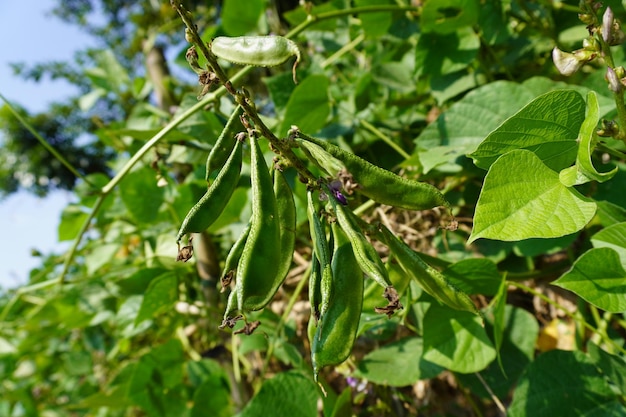 Raw Green Organic Bangaldesh Green Beans manojo de judías verdes gourmet aislado sobre fondo blanco.