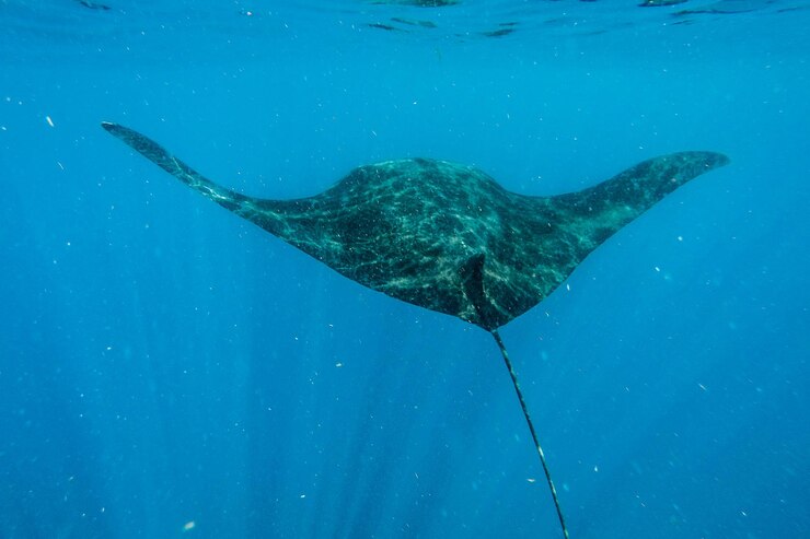 Foto la raya aguijón nadando en el mar