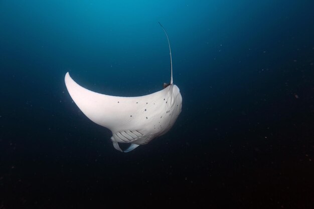 La raya aguijona nadando bajo el mar